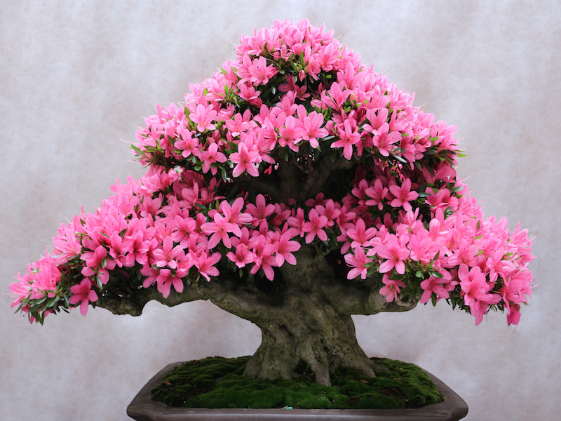 Corsi di Arte Bonsai